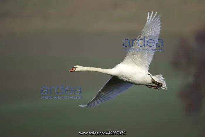 : Mute Swan - In flight : Mute Swan - In flight