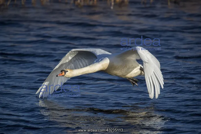 : Mute Swan - Flight - Somerset - UK : Mute Swan - Flight - Somerset - UK