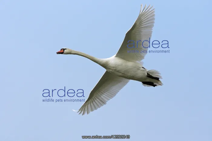 : Mute SWAN - in flight, wings outstretched : Mute SWAN - in flight, wings outstretched