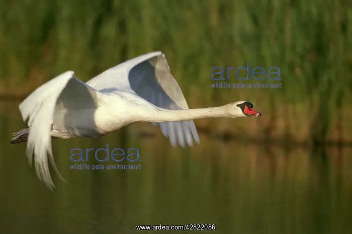: Mute Swan - in flight. Wings produce loud hum in : Mute Swan - in flight. Wings produce loud hum in