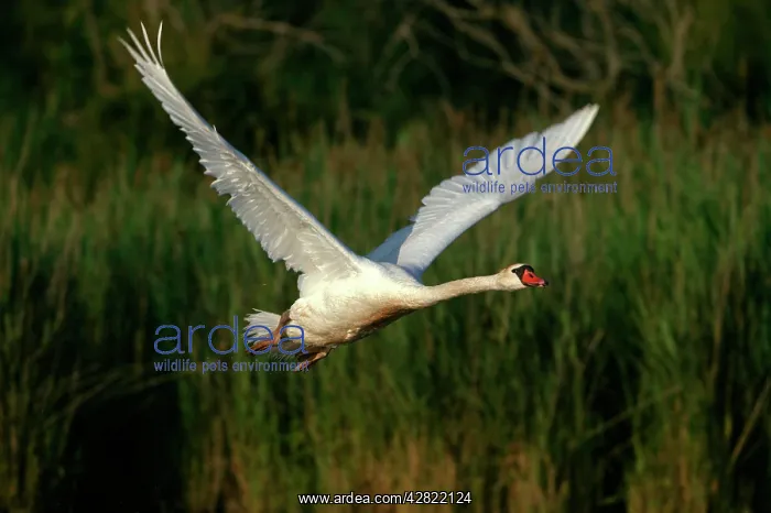 : Mute Swan - In flight, wings produce loud hum in : Mute Swan - In flight, wings produce loud hum in