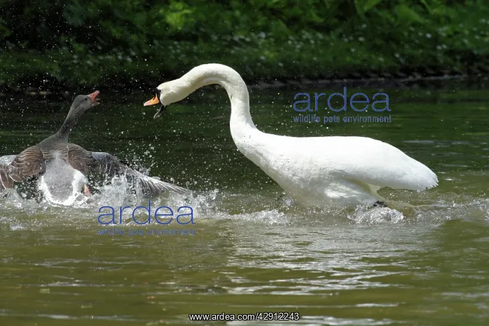 : Mute Swan and Greylag Goose (Anser anser) - fighting on lake : Mute Swan and Greylag Goose (Anser anser) - fighting on lake