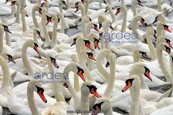 : Mute Swan - group in water : Mute Swan - group in water