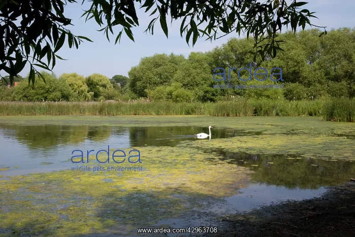 : Mute Swan - Hornsea Mere a glacial relict freshwater lake : Mute Swan - Hornsea Mere a glacial relict freshwater lake