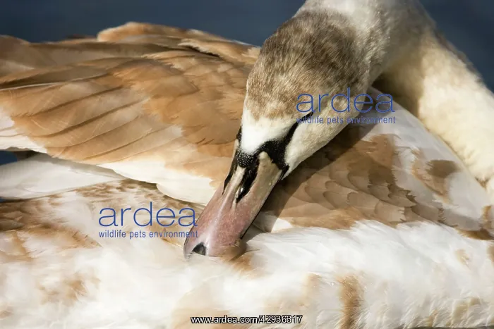 : Mute Swan - Juvenile preening : Mute Swan - Juvenile preening