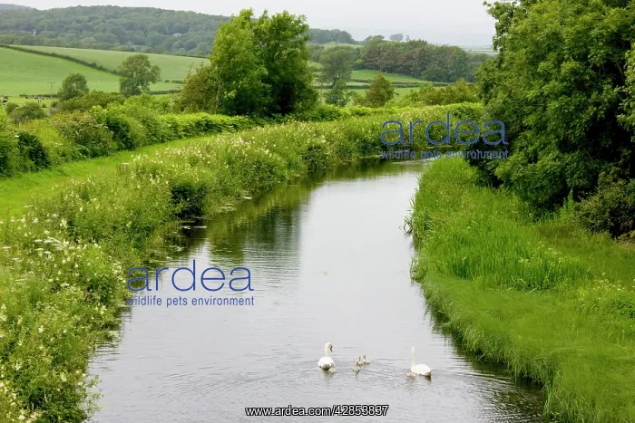 : Mute Swan - Lancaster Canal, near Carnforth, Lancashire : Mute Swan - Lancaster Canal, near Carnforth, Lancashire