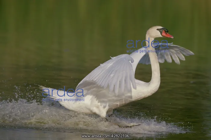 : Mute Swan - landing : Mute Swan - landing
