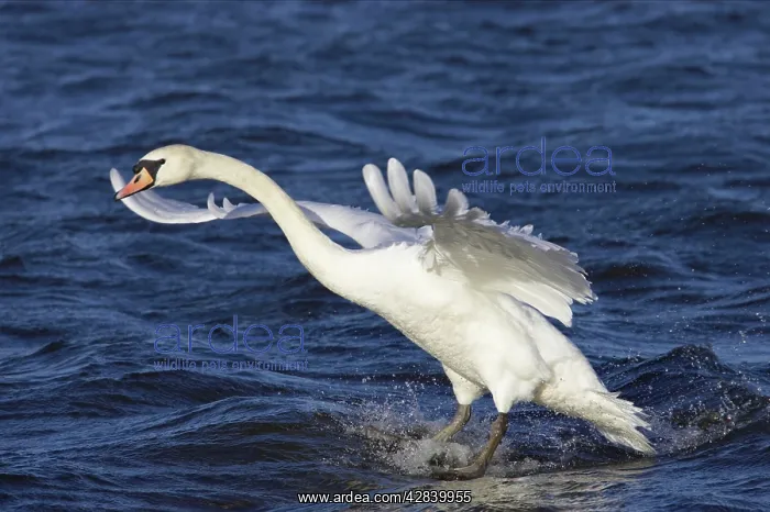 : Mute Swan landing in water : Mute Swan landing in water