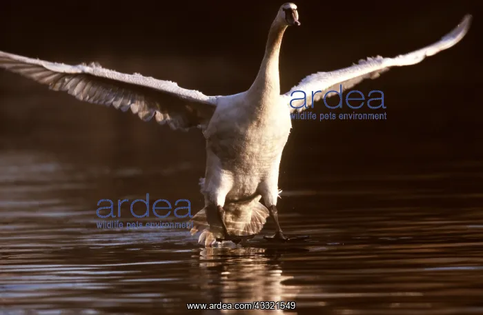 : MUTE SWAN - landing on water : MUTE SWAN - landing on water