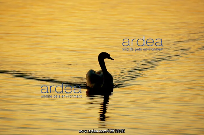 : Mute Swan - Male : Mute Swan - Male