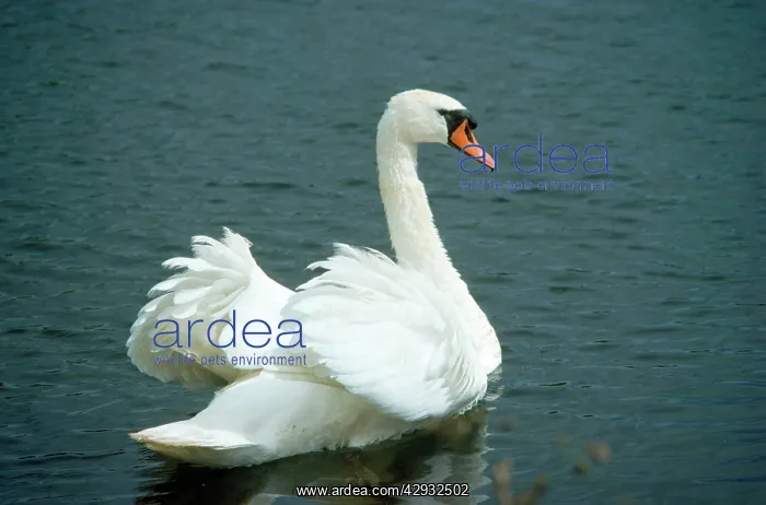 : Mute Swan - male in aggressive display : Mute Swan - male in aggressive display