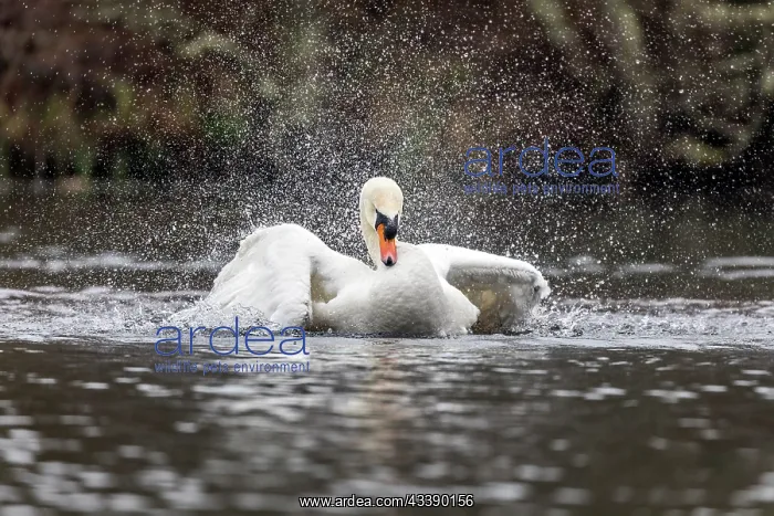 : Mute Swan - Male - Bathing - UK : Mute Swan - Male - Bathing - UK