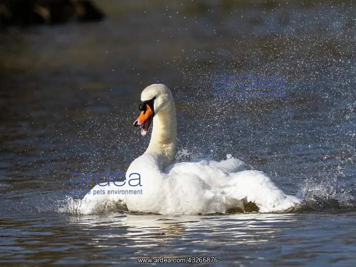  : Mute Swan - male bathing vigorously, Hessen, Germany
