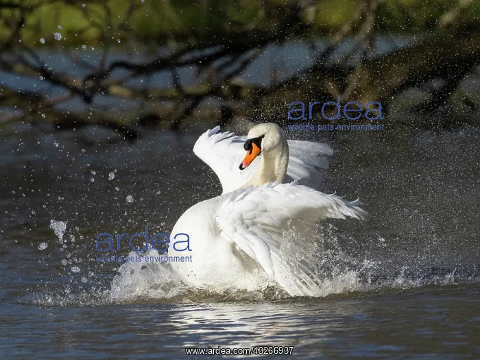 : Mute Swan - male bathing vigorously, Hessen, Germany : Mute Swan - male bathing vigorously, Hessen, Germany