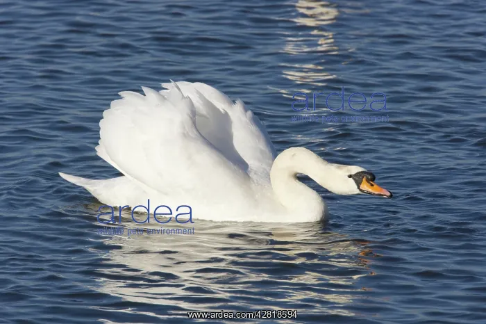 : Mute Swan - Male Displaying : Mute Swan - Male Displaying