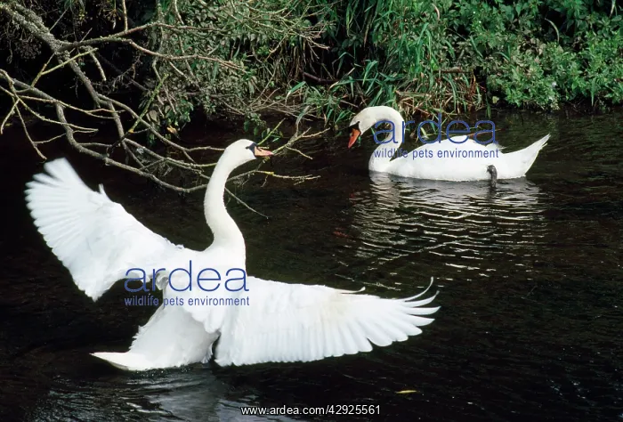 : Mute Swan - male displaying to female : Mute Swan - male displaying to female