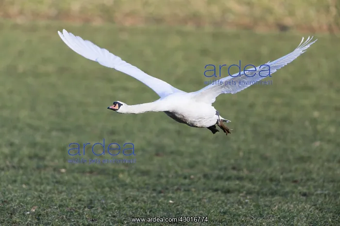 : Mute Swan - male in flight, taking off from field : Mute Swan - male in flight, taking off from field