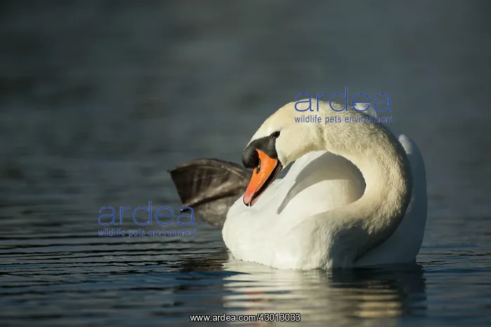  : Mute Swan male preening on the water Norfolk, UK
