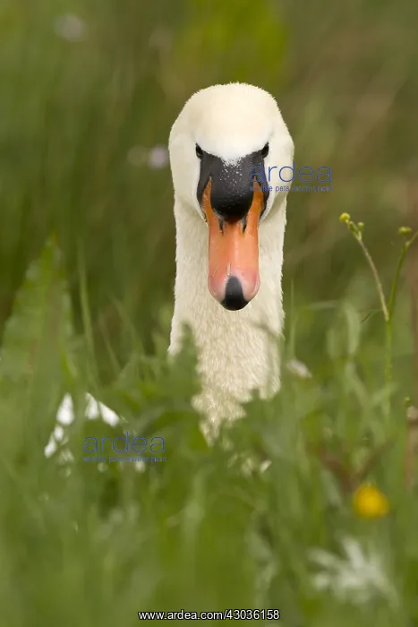  : Mute swan - male, sitting grass - Norfolk, UK