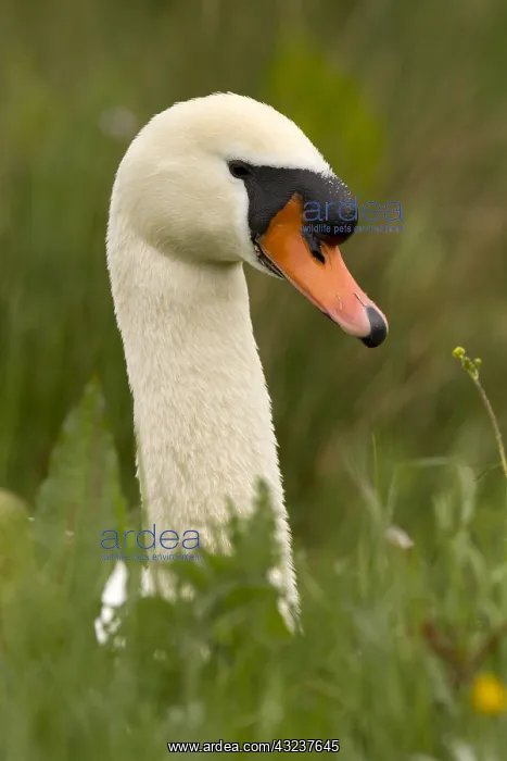 : Mute swan - male, sitting in grass - Norfolk, UK : Mute swan - male, sitting in grass - Norfolk, UK