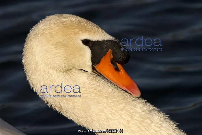 : Mute swan - male, swimming in a lake - Norfolk, UK : Mute swan - male, swimming in a lake - Norfolk, UK