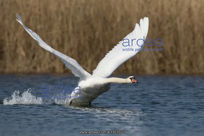 : Mute Swan - male taking off - Germany : Mute Swan - male taking off - Germany