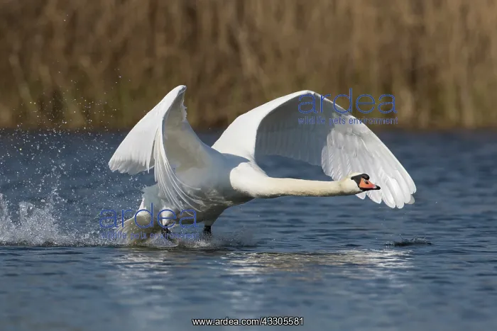 : Mute Swan - male taking off - Germany : Mute Swan - male taking off - Germany