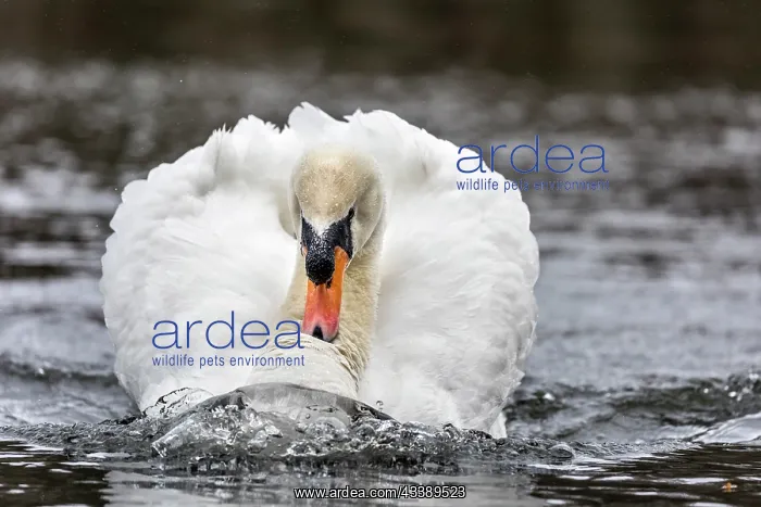 : Mute Swan - Male - UK : Mute Swan - Male - UK