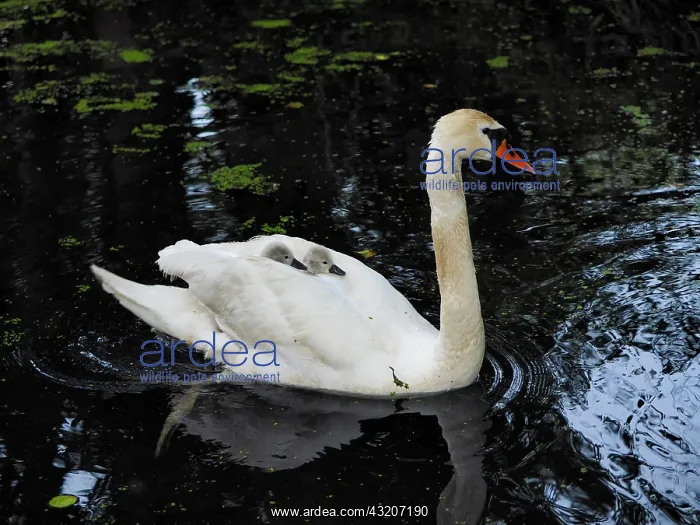 : Mute Swan - mother carrying young cygnets on her back : Mute Swan - mother carrying young cygnets on her back