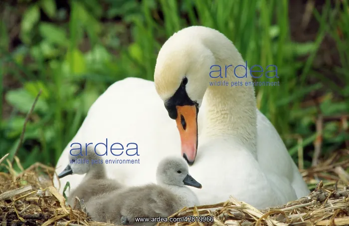 : Mute Swan - mother & cygnets on nest : Mute Swan - mother & cygnets on nest