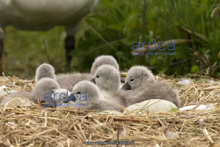  : Mute swan - new born cygnets - Norfolk, UK