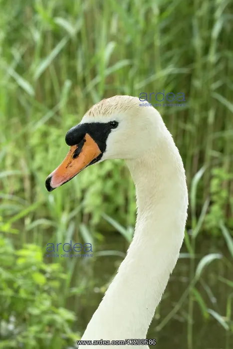  : Mute Swan - Norfolk UK