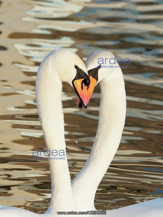 : Mute Swan - pair in courtship display Cygnus olor : Mute Swan - pair in courtship display Cygnus olor