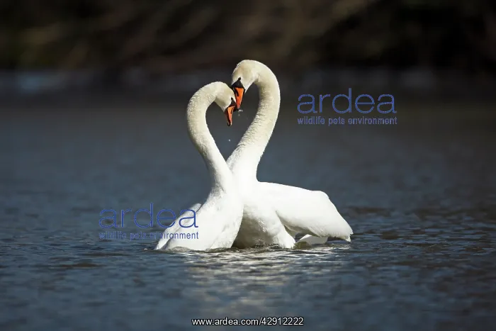: Mute Swan - pair courtship displaying on lake : Mute Swan - pair courtship displaying on lake