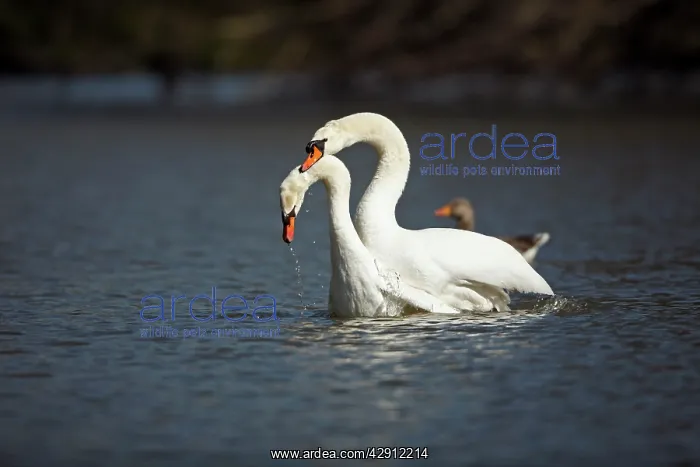 : Mute Swan - pair mating on lake : Mute Swan - pair mating on lake