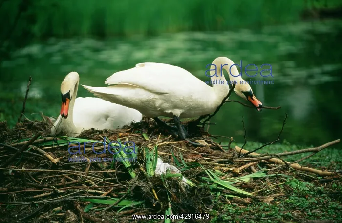 : Mute SWAN - pair at nest, with nest material : Mute SWAN - pair at nest, with nest material