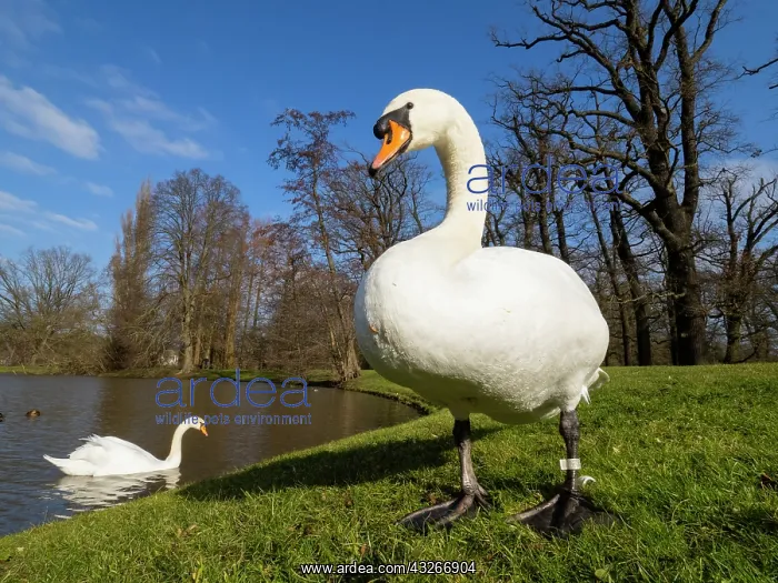  : Mute Swan - pair in a park, early springtime, Hessen