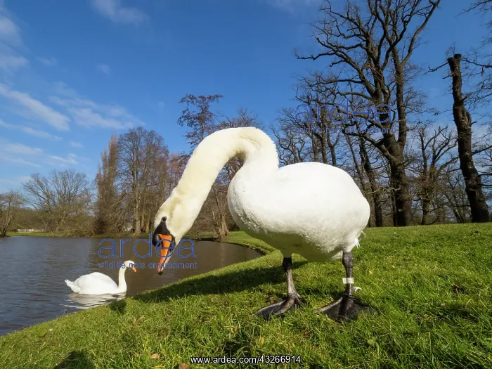 : Mute Swan - pair in a park, early springtime, Hessen : Mute Swan - pair in a park, early springtime, Hessen