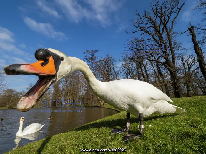 : Mute Swan - pair in a park, early springtime, male : Mute Swan - pair in a park, early springtime, male