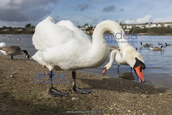  : Mute Swan - Par - Cornwall - UK