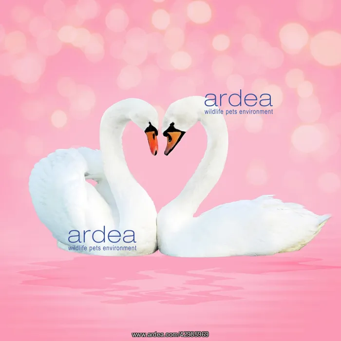 : Mute Swan, on pink : Mute Swan, on pink