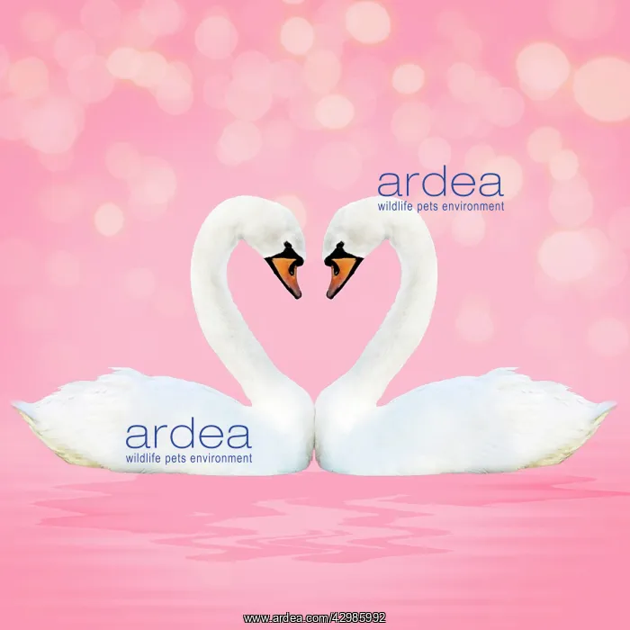 : Mute Swan, on pink : Mute Swan, on pink
