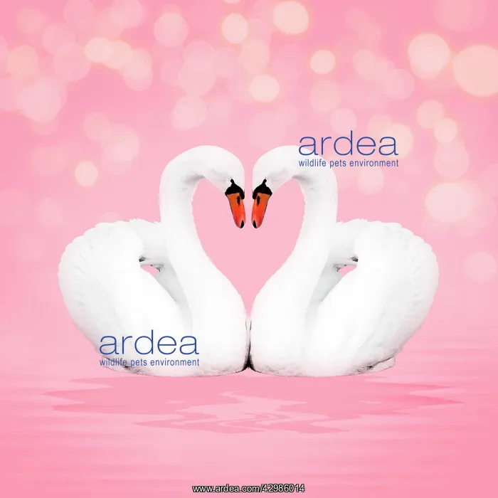 : Mute Swan, on pink : Mute Swan, on pink