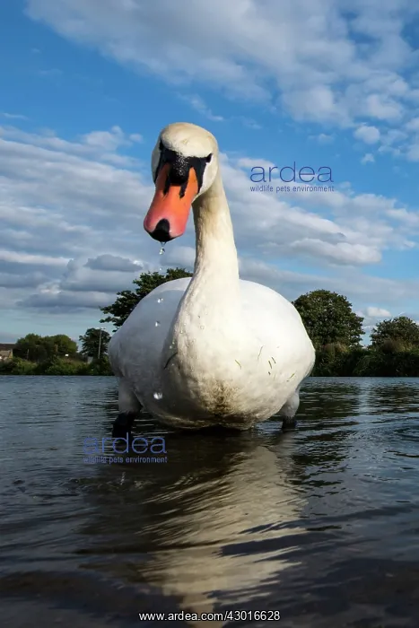  : Mute Swan portrait