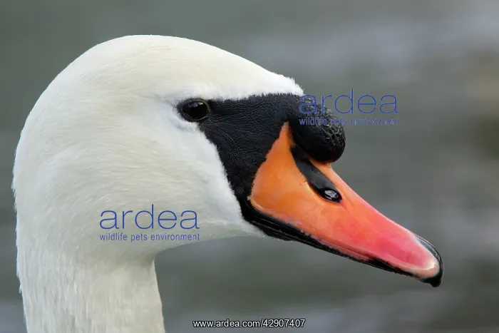 : Mute Swan - Portrait of Male : Mute Swan - Portrait of Male