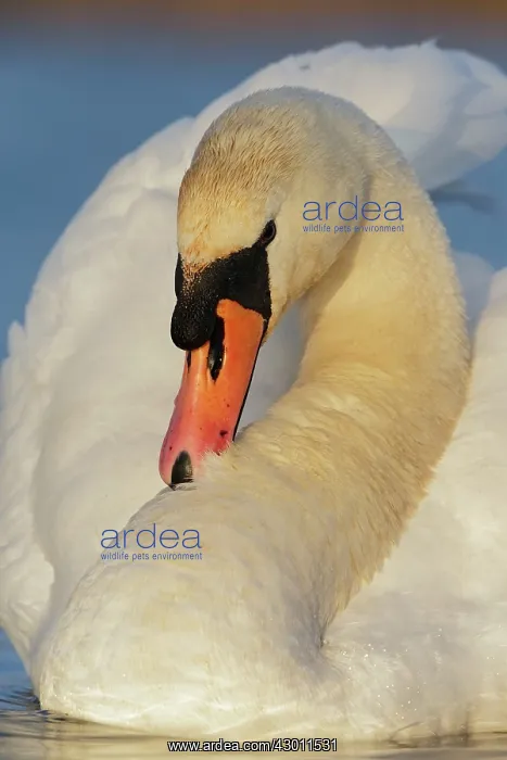  : Mute Swan preening its feathers Cleveland, UK