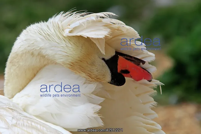 : Mute Swan - preening / grooming : Mute Swan - preening / grooming