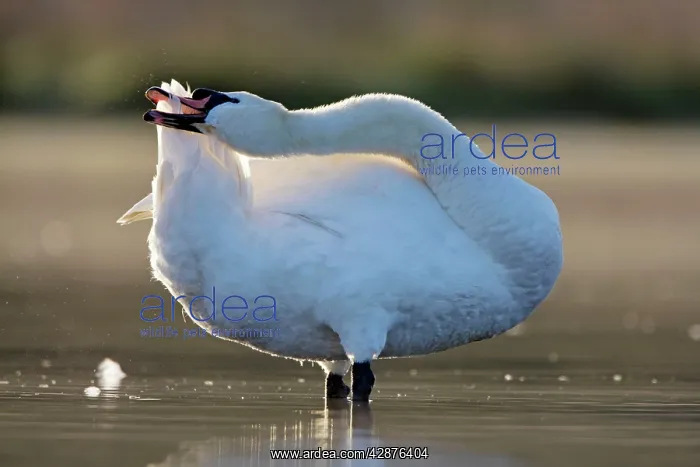 : Mute Swan - preening tail feathers : Mute Swan - preening tail feathers