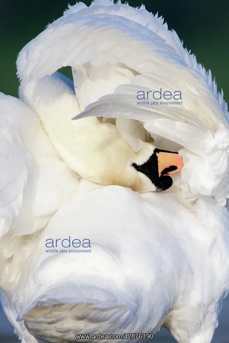  : Mute Swan - preening wing feathers