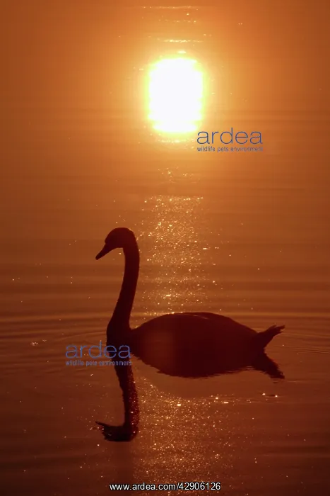 : Mute Swan - With reflection of sun and itself in water : Mute Swan - With reflection of sun and itself in water